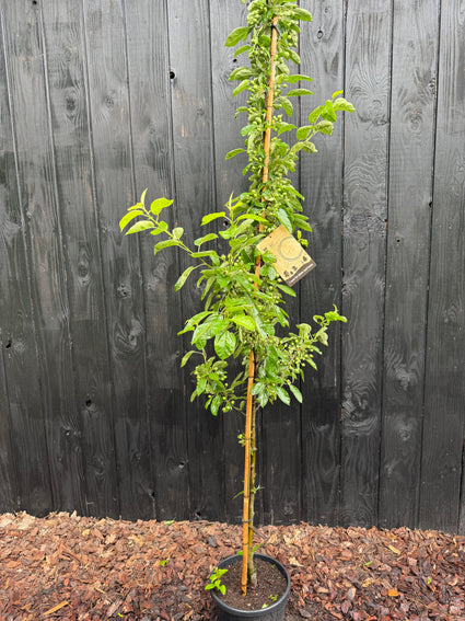 Zuilvormige sierappel (geel) - Malus 'Golden Hornet' beveerd