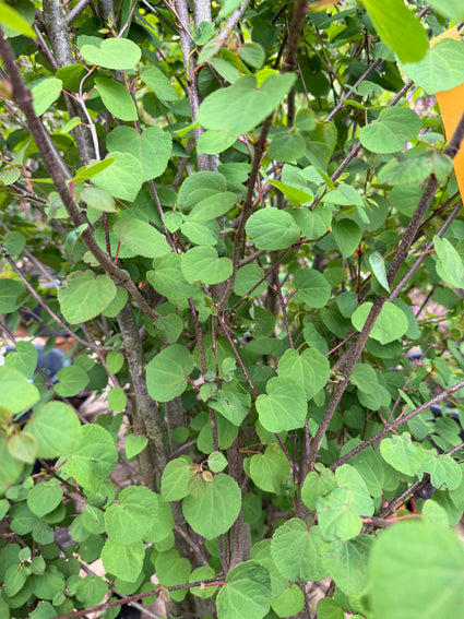 Katsoera - Cercidiphyllum Japonicum (Katsura) meerstammig & op hoge stam