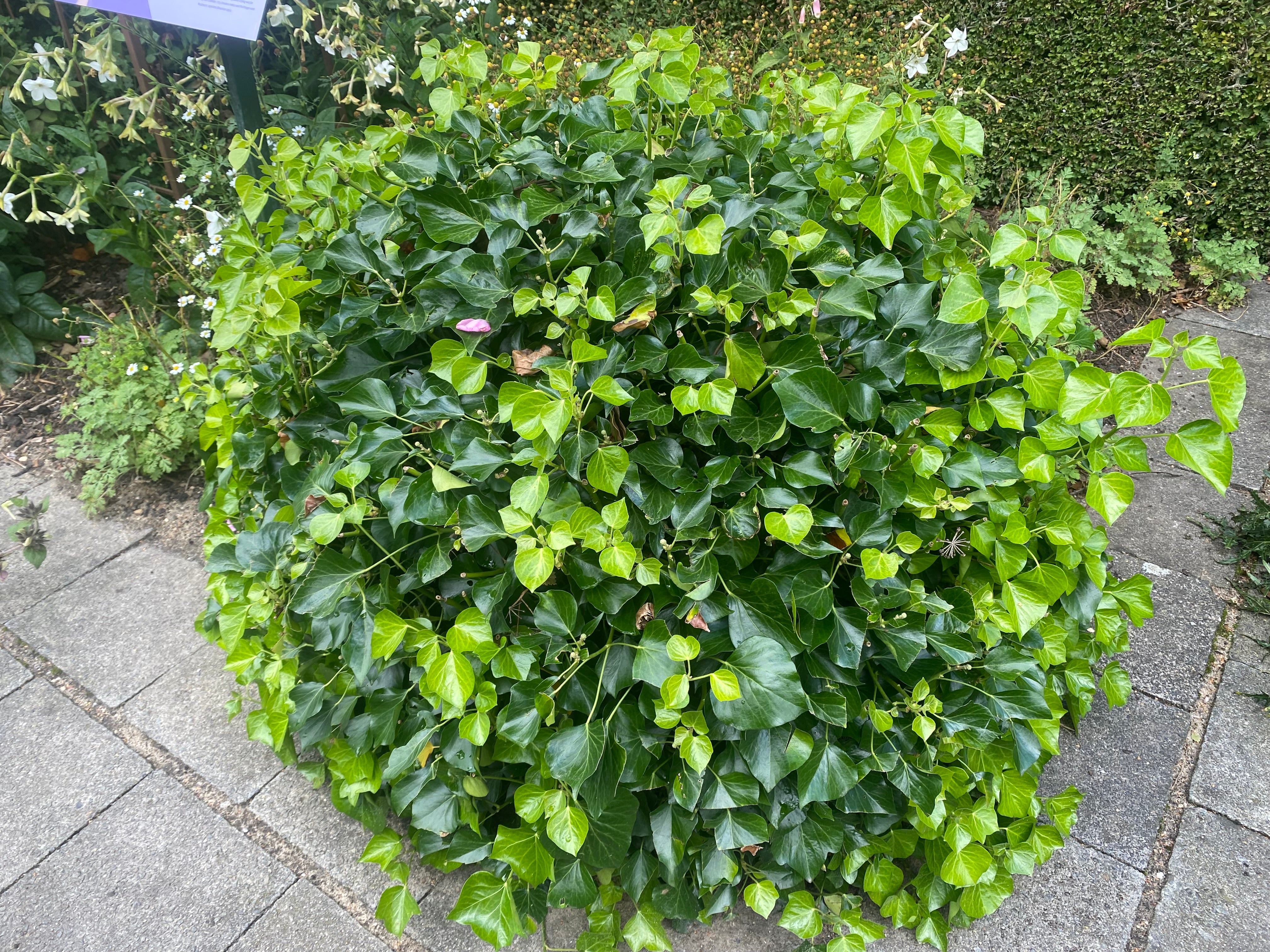 Struikklimop Hedera helix 'Arborescens' kopen? Hedera struik vorm