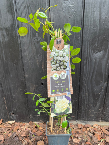 Witte Klimroos - Rosa (K) 'White Climber'