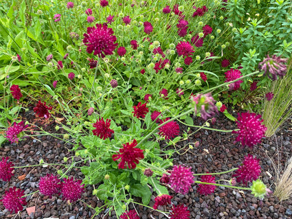 Beemdkroon - Knautia macedonica