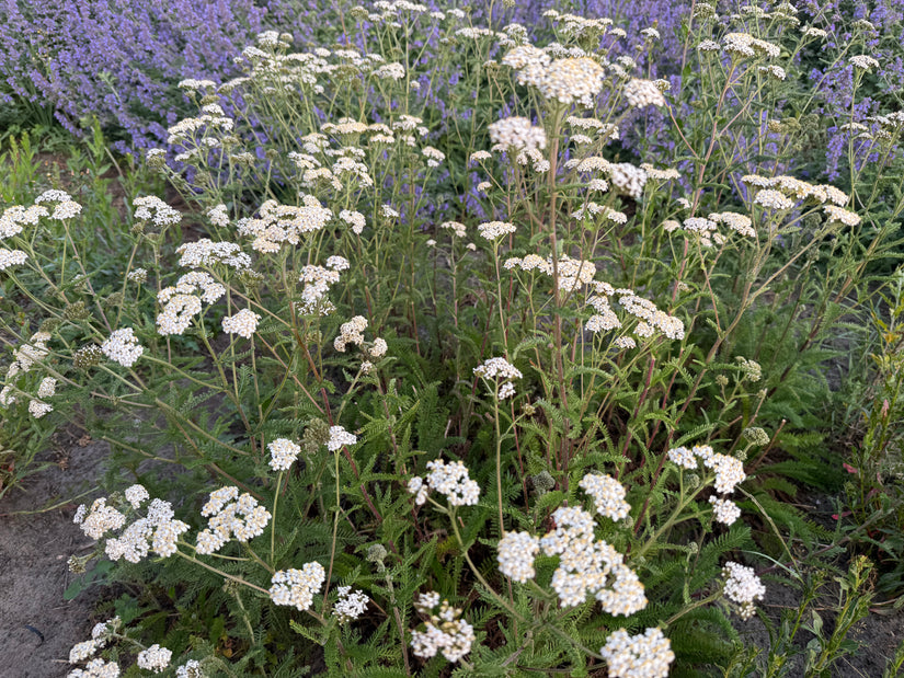 Gewoon duizendblad (Wit) - Achillea millefolium 'Schneetaler' Gewoon duizendblad (Wit) - Achillea millefolium 'Schneetaler'