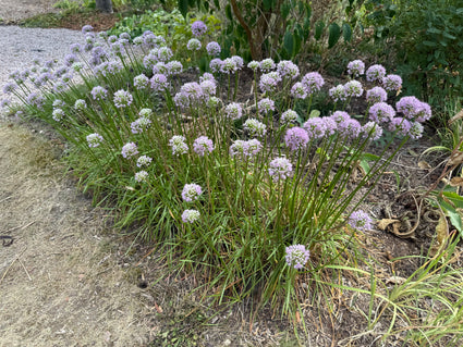 Sierui - Allium 'Millenium'