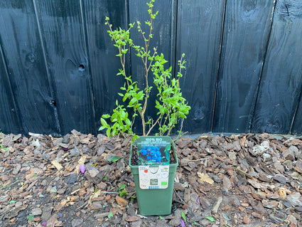 Blauwe bes - Vaccinium corymbosum 'Brigitta Blue'