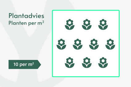 Citroentijm - Thymus x citriodorus 'Silver Queen'