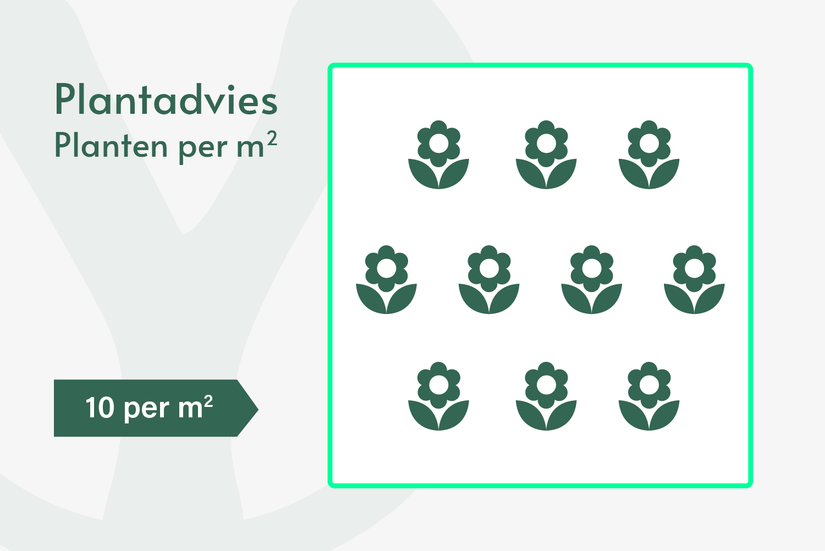 Duifkruid - Scabiosa caucasica 'Perfecta' Duifkruid - Scabiosa caucasica 'Perfecta'