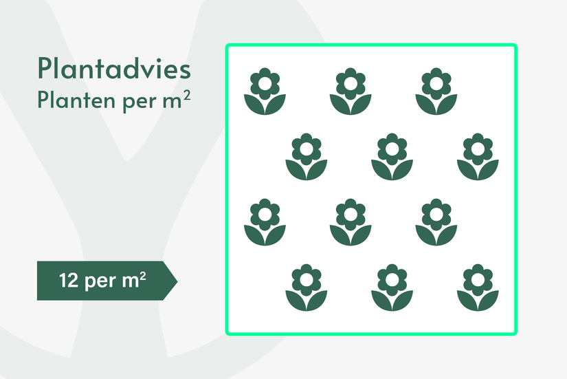 Citroentijm - Thymus 'Doone Valley' (ook per/m2) Citroentijm - Thymus 'Doone Valley' (ook per/m2)