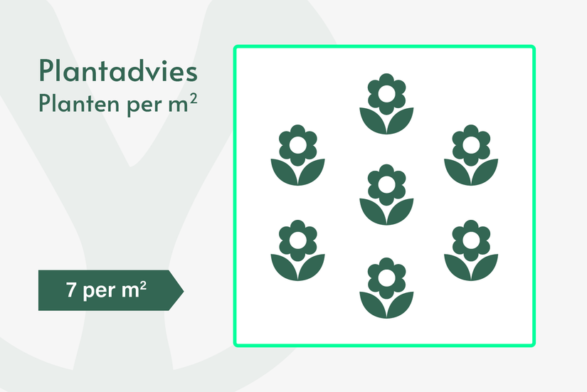 Zonnekruid - Helenium 'Kanaria' Zonnekruid - Helenium 'Kanaria'