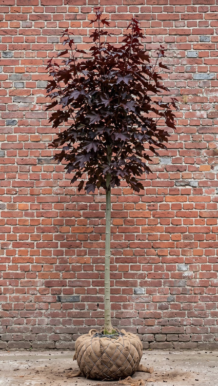 Roodbladige Noorse esdoorn (Hoogstam) - Acer platanoides 'Royal Red'