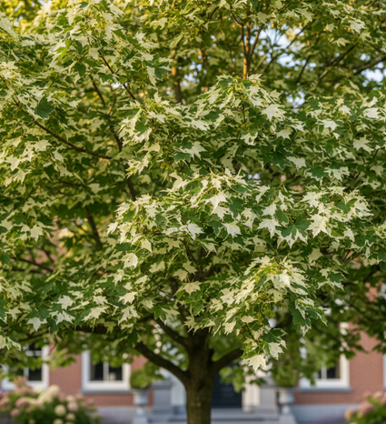 Bonte Noorse Esdoorn - Acer platanoides 'Drummondii'