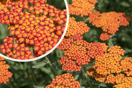 Duizendblad (Rood) - Achillea 'Feuerland'