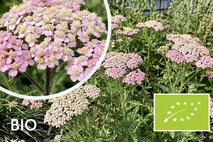 Biologisch Duizendblad - Achillea millefolium 'Apfelblüte'