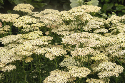 Duizendblad - Achillea millefolium 'Rainbow Creme de la Creme'