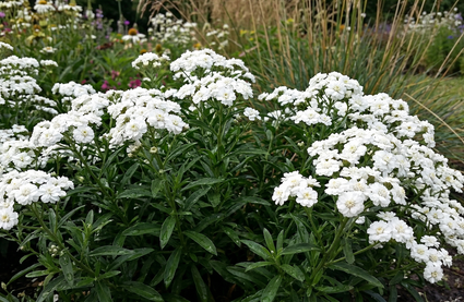 Wilde bertram - Achillea ptarmica 'Nana compacta'
