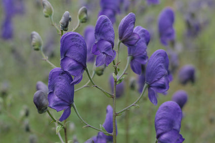 Monnikskap - Aconitum 'Spark's Variety'