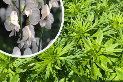 Blauwe monnikskap - Aconitum napellus 'Album'