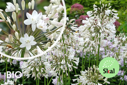 Biologische Afrikaanse lelie (wit) - Agapanthus africanus 'Albus'