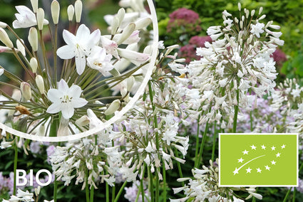 Biologische Afrikaanse lelie (wit) - Agapanthus africanus 'Albus'