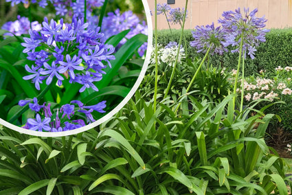 Afrikaanse lelie - Agapanthus africanus