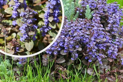 Kruipend Zenegroen - Ajuga reptans 'Atropurpurea' (ook per/m2)