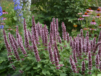 Dropplant (Roze) - Agastache 'Beelicious Pink'