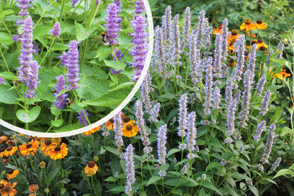 Dropplant - Agastache 'Blue Fortune'