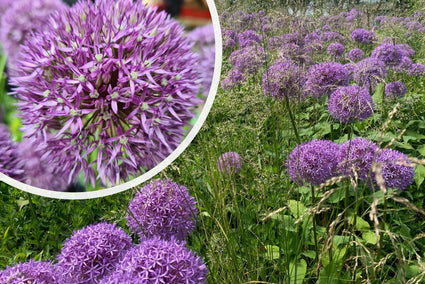 Reuzenlook - Allium giganteum TIP