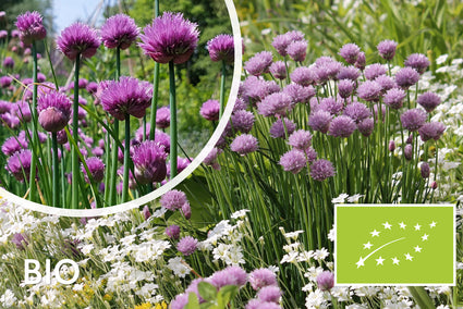 Biologische Bieslook / Ui plant - Allium schoenoprasum