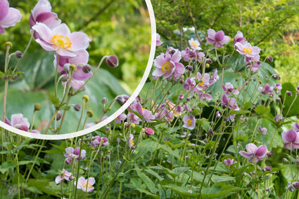 Herfstanemoon Lichtroze (Hoogte 100 cm) - Anemone hupehensis 'September Charm'