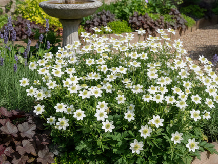 Anemoon (Lage soort) - Anemone multifida 'Annabella White'