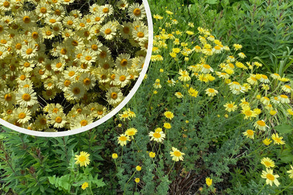 Gele kamille - Anthemis x hybrida 'E.C. Buxton'