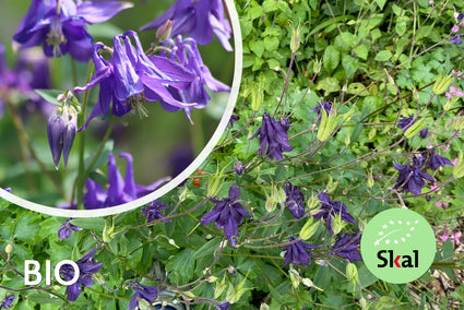 Biologische Wilde Akelei - Aquilegia Vulgaris (inheems)