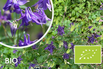 Biologische Wilde Akelei - Aquilegia Vulgaris (inheems)
