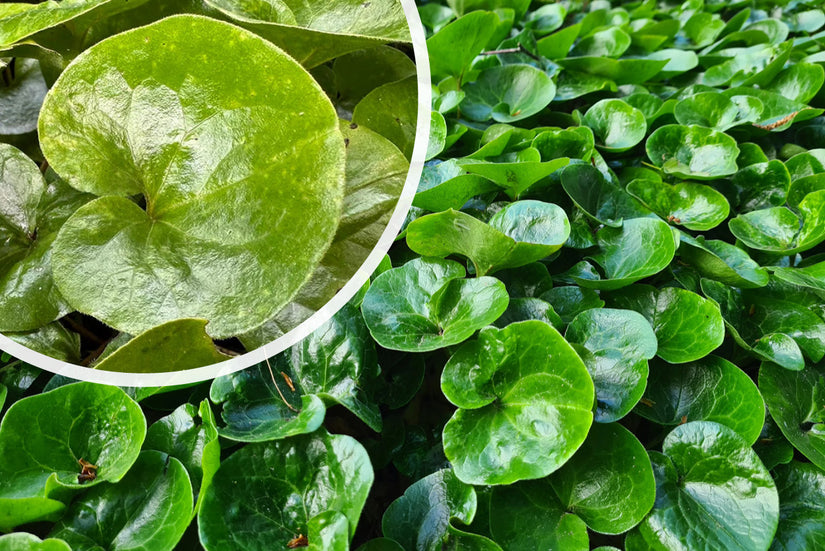 Mansoor - Asarum europaeum (ook per/m2) Mansoor - Asarum europaeum (ook per/m2)