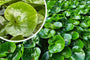 Mansoor - Asarum europaeum (ook per/m2) Mansoor - Asarum europaeum (ook per/m2)