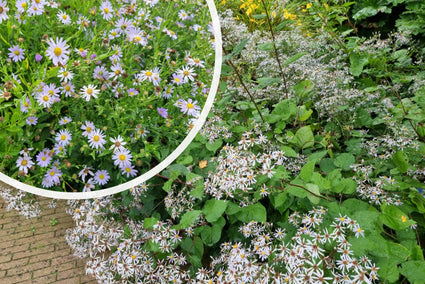 Japanse dwergaster (Wit) - Aster ageratoides 'Ashvi'