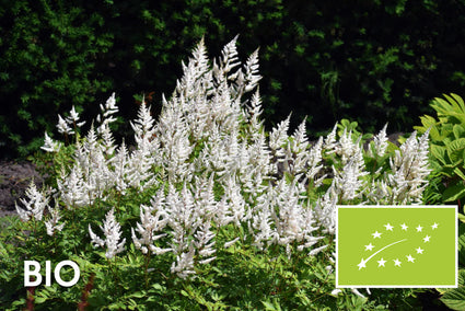 Biologisch Spirea - Astilbe (A) 'Brautschleier'