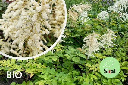 Biologische Pluimspirea (Wit) - Astilbe Deutschland
