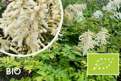 Biologische Pluimspirea (Wit) - Astilbe Deutschland