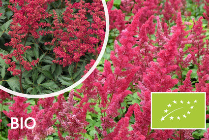 Biologisch Spirea - Astilbe (A) 'Fanal'