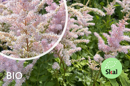 Biologische Pluimspirea - Astilbe Peach Blossom