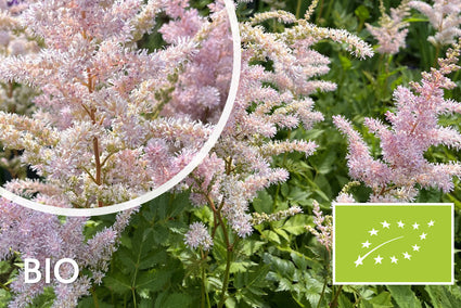 Biologische Pluimspirea - Astilbe Peach Blossom