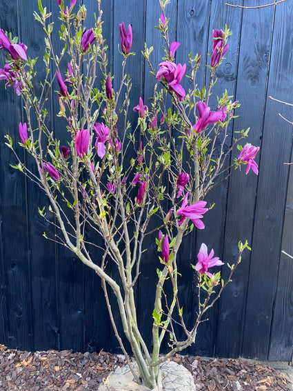 Meerstammige Beverboom (Roze) - Magnolia 'Susan' Struikvorm