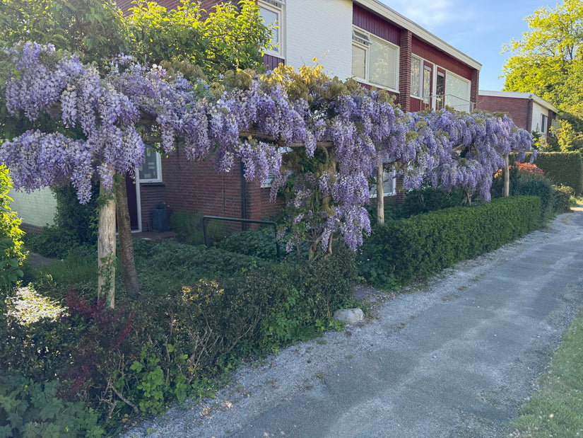 Blauwe regen - Wisteria (sinensis) 'Prolific' Blauwe regen - Wisteria (sinensis) 'Prolific'