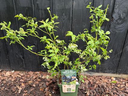 Biologische Blauwe bes heester - Vaccinium corymbosum 'Blue Dessert' Bio
