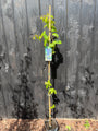 Blauwe regen - Wisteria (sinensis) 'Prolific' Blauwe regen - Wisteria (sinensis) 'Prolific'