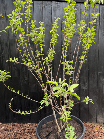 Meerstammige Appelboom - Malus domestica 'Elstar' - 175-200 cm
