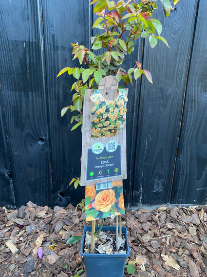 Oranje Klimroos - Rosa (K) 'Orange Climber'