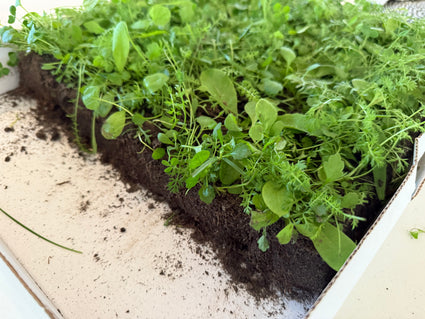 Inheemse bloemenmat - wintergroen en onderhoudsvrij - per m2