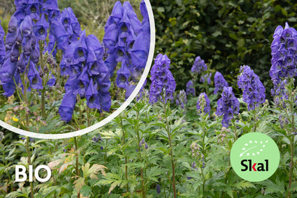 Biologisch Azuren monnikskap - Aconitum carmichaelii 'Arendsii'